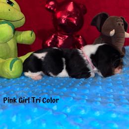 Basset Hound Puppies from Sammys Sweeties Bassets
