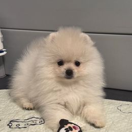 Olaf (boy 1) - White male Pomeranian puppy in Cullman, Alabama from Dixie Darlings Pomeranians
