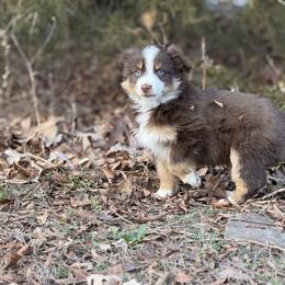 Marshall - Red tri male Miniature Australian Shepherd puppy in Natural Dam, Arkansas from Natural State Aussies
