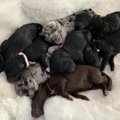 Bordoodle Puppies from Coast Redwoodles