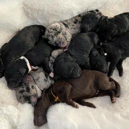 Bordoodle Puppies from Coast Redwoodles