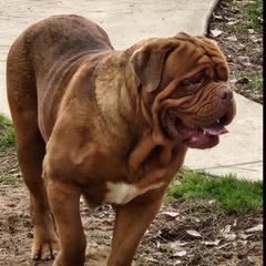 Scar - Dogue de Bordeaux