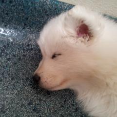Samoyed Puppies from Alta Samoyeds