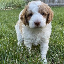 Scout - Cream male Labradoodle puppy in Centennial, Colorado from Jazzy's Doodles