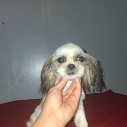 Dolly - Gold and white female Shih Tzu puppy in Birmingham, Alabama from K&D kennels