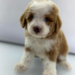 Jasper - Yellow and white male Bernedoodle puppy in Temecula, California from Country Hills Doodles