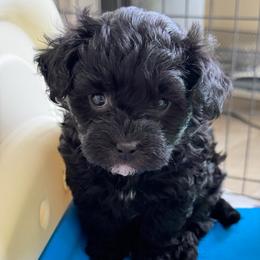 Matthew - Black and silver male Havapoo puppy in Cedar Springs, Michigan from Pridespoodles