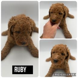 Ruby - Red  female Poodle puppy in Mount Vernon, Illinois from AMC Poodles