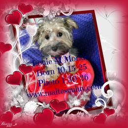 Louie - White male Maltese puppy in Silverhill, Alabama from Malteseuluv’s Tiny Treasurers