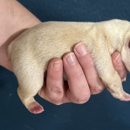 Lestat - Cream male French Bulldog puppy in Pueblo, Colorado from Double B Bulldogs