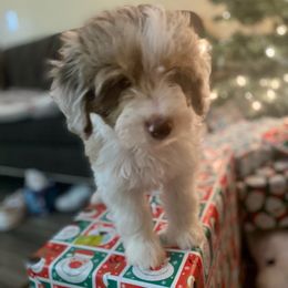 Aussiedoodle, Labradoodle, and Poodle Puppies from Montanas Beartooth Doodles