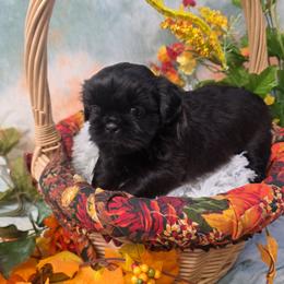 Ella - Black female Shih Tzu puppy in Green Bay, Wisconsin from Kim's Shih Tzus