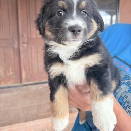 Boy 1 - Black tri male Miniature Australian Shepherd puppy in Pueblo West, Colorado from Kamar’s Mini American Shepherds