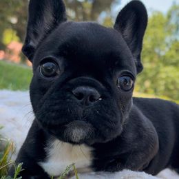 Calliope - Brindle and white French Bulldog puppy in Paso Robles, California from Divine French Bulldogs