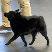 Schipperkes from Mystik Schipperkes