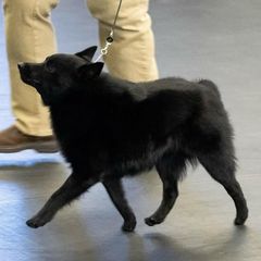 Schipperkes from Mystik Schipperkes