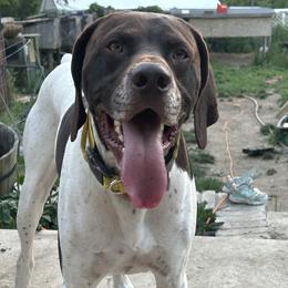 Bo - German Shorthaired Pointer
