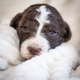 Churro - Parti male Goldendoodle puppy in Wake Forest, North Carolina from Wake Forest Darling Doodles
