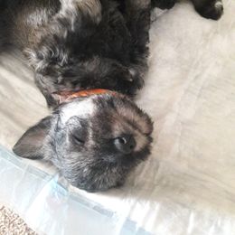 Miniature Schnauzer Puppies from Starbound Miniture Schnauzer's