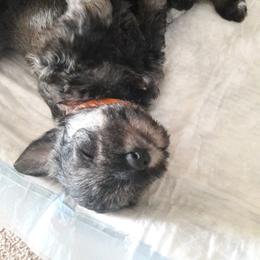 Miniature Schnauzer Puppies from Starbound Miniture Schnauzer's