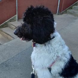 Goldendoodles from Izzy's Doodles