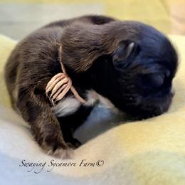 Blue with White Female - Blue and white female Shih Tzu puppy in Waynetown, Indiana from Swaying Sycamore Farm