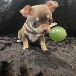 Hershey - Chocolate and tan female Chihuahua puppy in Plainfield, Indiana from Abby's Pampered Pooches