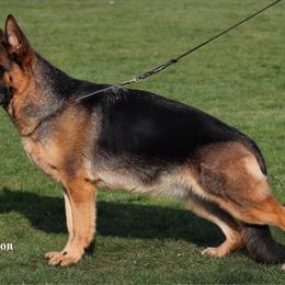 Vanta - German Shepherd