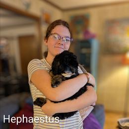 Hephaestus - Black and white male Cockapoo puppy in Sunset, Louisiana from Cano Cockapoos