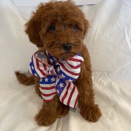 Goldendoodle Puppies from OnlyGoldendoodles