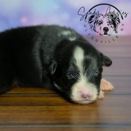 Brody - Black tri-color male Australian Shepherd puppy in Fultonville, New York from Sandy Aussies & Pomeranians