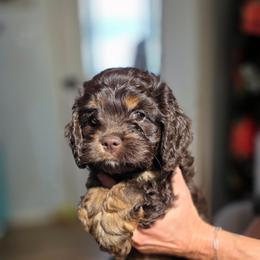 Reese - Brown and tan female Cockapoo puppy in Flippin, Arkansas from Dare to Doodle