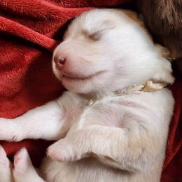 Sofie, white collar - Red and white female Alaskan Malamute puppy in Grayson County, Virginia from River Bend Malamutes