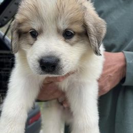 Great Pyrenees Puppies from Up A Creek Farm