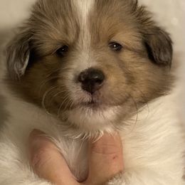Boy 2 - Sable and white male Shetland Sheepdog puppy in Temperance, Michigan from NorthAcre Shelties