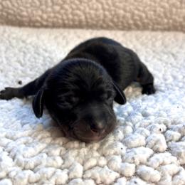 Girl 3 - Black and tan female Dachshund puppy in Hollidaysburg, Pennsylvania from Weenie Bros