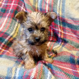 Zuri - Blue and gold female Yorkshire Terrier puppy in Bolton, Connecticut from Elle Yorkies