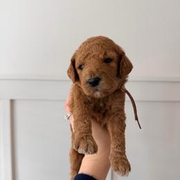 Juniper - Red  female Goldendoodle puppy in La Porte, Texas from B+C Doodles