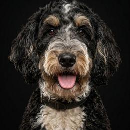 Zara - Bernedoodle