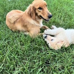Sage - Golden Retriever