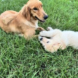 Sage - Golden Retriever