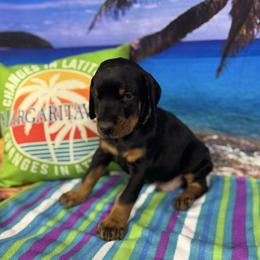 Clyde - Black and rust male Doberman Pinscher puppy in Aredale, Iowa from Royal Dynasty Dobermann Kennel