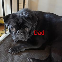 Midnight - Pug