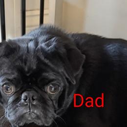 Midnight - Pug