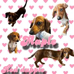 Maple - Dachshund