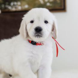 Mr. Red Collar - Light golden male Golden Retriever puppy in Troy, Alabama from Southland Goldens