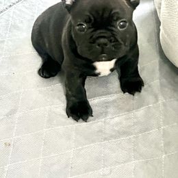 French Bulldog Puppies from Schoville Bulldogs