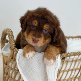 Girl 1 - Red tri-color female Aussiedoodle puppy in Manteca, California from Silva Ranch Doodles