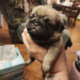 Fawn girl puppy 4 - Fawn female Pug puppy in Tacoma, Washington from Precious Princess Pugs