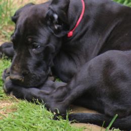 Great Dane Puppies from Sterling Danes